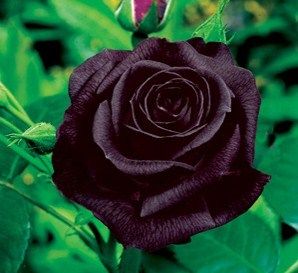 Black Bush Rose Seeds Urban Farmer
